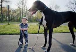 تفسير حلم الكلاب الرقيقة.  كلب كبير.  لماذا تحلم بكلب كبير حسب كتاب أحلام فرويد؟